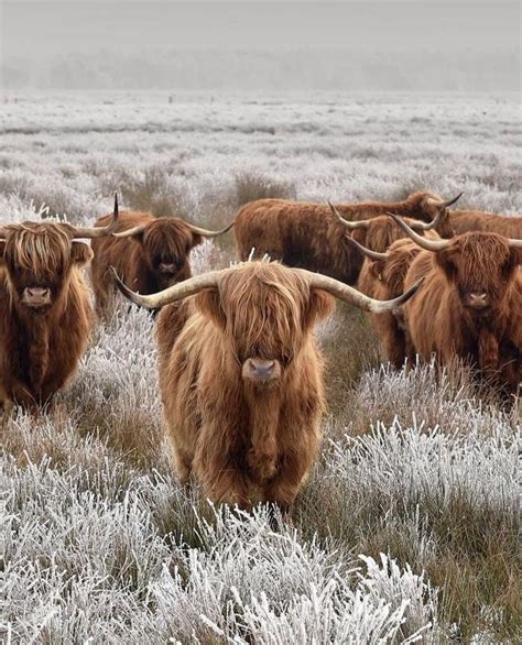 Pin By Becky Woodruff On Moo Cows Highland Cow Art Highland Cow