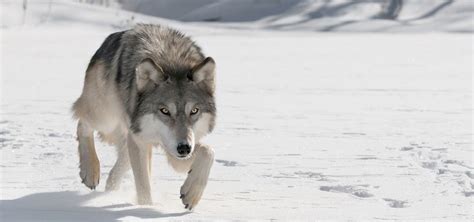 10 Interesting Facts About Wolves And History Involving Wolves