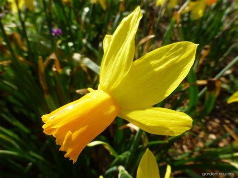 Photo Daffodil Itzim Flowers Garden