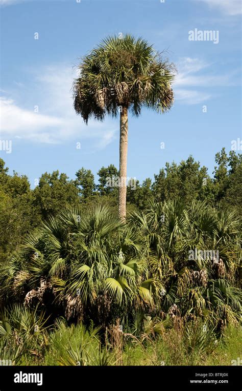 Florida Sabal Palm High Resolution Stock Photography And Images Alamy