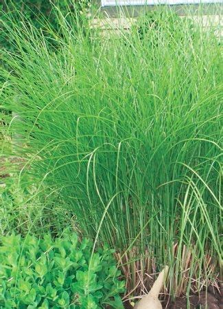 Since grasses are considered a ground cover of sorts, take note that one of barrenwort (epimedium): Miscanthus sinensis 'Gracillimus' (20)ct Flat in 2020 ...