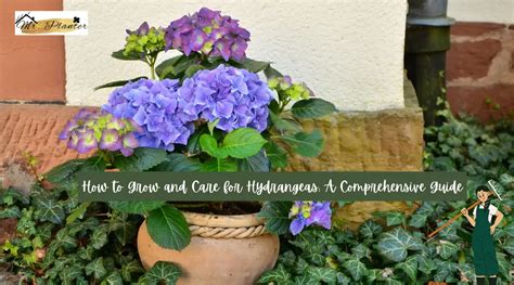 How To Grow And Care For Hydrangeas A Comprehensive Guide