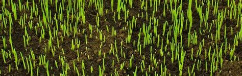 A good rule of thumb to know: How Long Does it Take for Grass Seed to Grow Fully and ...