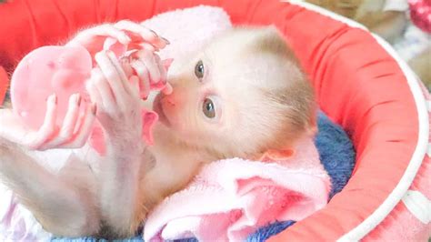 Cute Mischievous Baby Monkey Youtube