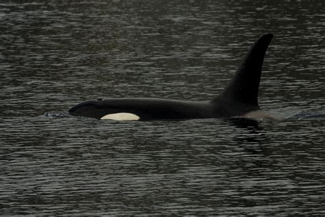 Orcakiller Whale Kenai Fjords National Park Josh Merrill