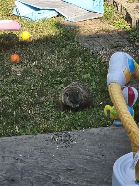 Groundhog! Will he eat my garden? : r/gardening