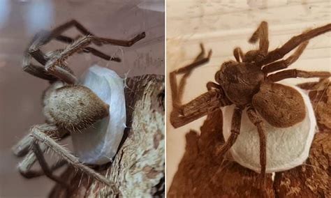 Skin Crawling Footage Shows A Female Huntsman Spider Carefully Weaving