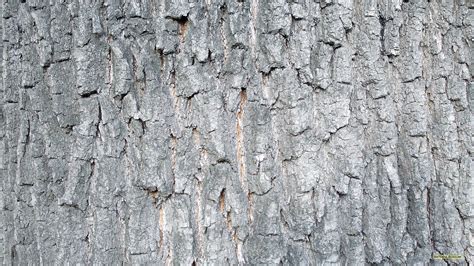 Tree Bark Wallpapers Barbaras Hd Wallpapers