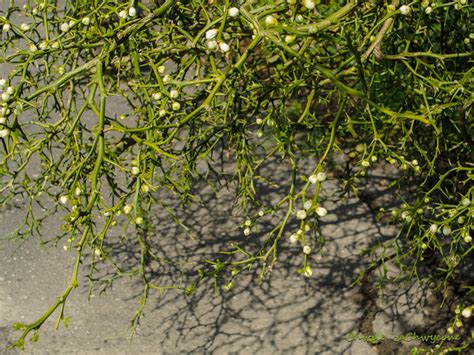 Chwile zaChwycone: Poncyria trójlistkowa (Poncirus trifoliata)
