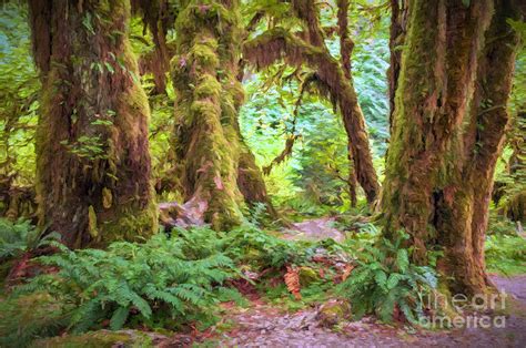 Enchanted Forest Photograph By Sharon Seaward Fine Art America