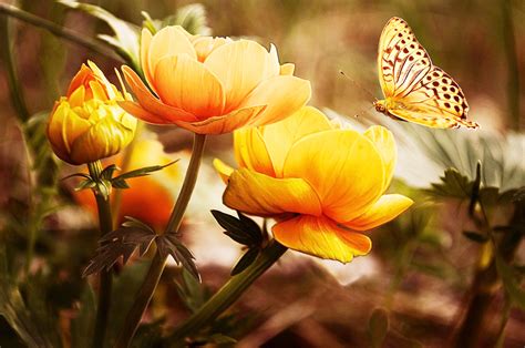 Beautiful Butterfly Flowers Amo
