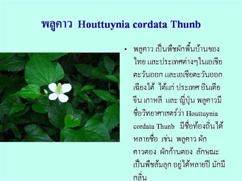 We did not find results for: เบต้า พลูคาว(BETA PLU-KAO) สรรพคุณ และข้อห้าม: กิฟฟารีน ...