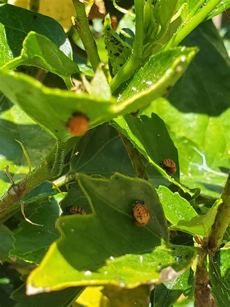 What Are These Bugs On My Hibiscus Flower Good Or Bad Rgardening