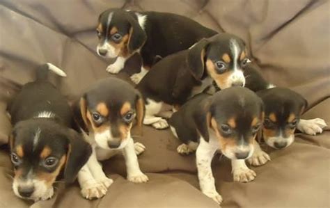 Check spelling or type a new query. AKC, Tri-Color, Beagle Puppies, with Champion Lineage for Sale in Mechanicsburg, Ohio Classified ...