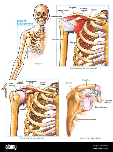 Anatom A Del Hombro Y El Manguito Rotador Foto Imagen De Stock Alamy