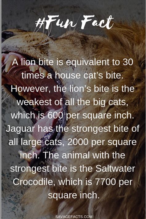 Top 10 Facts About Lion Amazing Facts About Big Cats The Lion Facts