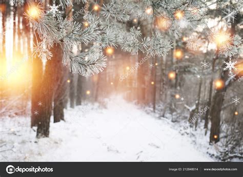 Christmas Background Winter Forest With Glowing Snowflakes Christmas
