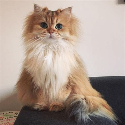 This Magnificently Fluffy Cat Looks Part Fox Love Meow Pretty Cats