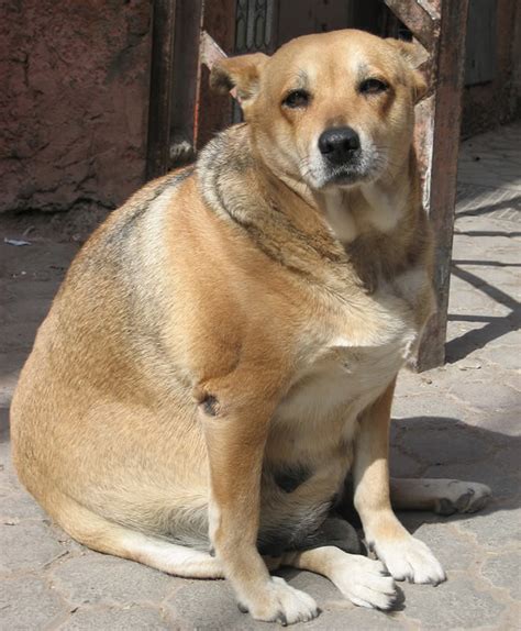 Bit.ly/1sqzjla when fat dog eats a glowing rock that the meteor coughed up, he starts growing to. Fat Dog? Halo Healthy Weight Food Helps Shed Pounds ...