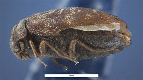 Officials Nab Seeds Infested With Invasive Khapra Beetles At