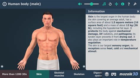 Enhance your anatomy lessons on the human torso. Human body (male) for Android - APK Download