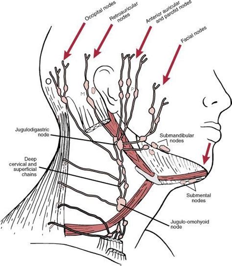 Lymph Nodes Of Neck And Face Lymphatic Drainage Massage Lymph