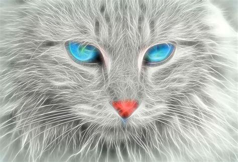 ‘fractal Cat’ By Sciencenotes