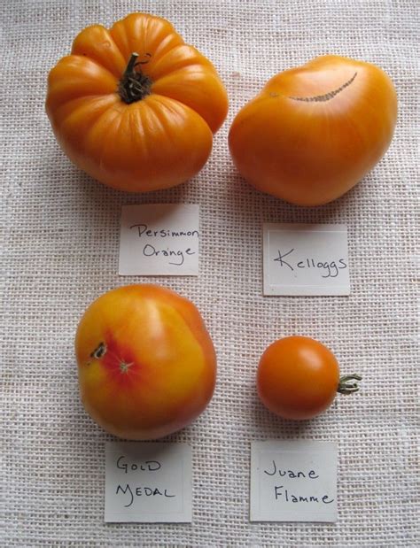 Orange Heirloom Tomato Varities 2012 Heirloom Tomatoes Varieties