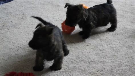 He has an amazing personalities very playful and outgoing and don't forget the puppyspin tool, which is another fun and fast way to search for puppies for sale in pennsylvania, usa area and dogs for adoption in. Scottish Terrier Puppies For Sale - YouTube