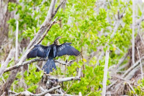 Fauna Of Everglades National Park Florida Usa — Stock Photo © Phbcz