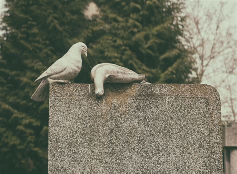 Dead Pigeons On The Grave Copyright Free Photo By M Vorel Libreshot