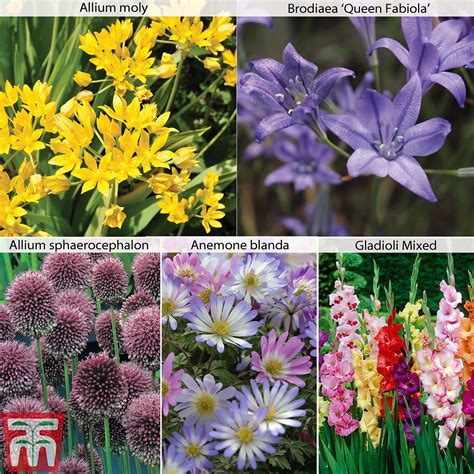 Summer flowering bulbs dahlias chrysanthemum raspberry succulents rose bouquets pretty plants. Summer Flowering Bulb Collection | Thompson & Morgan