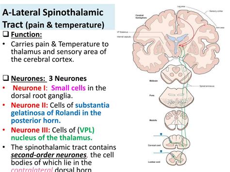Ppt Ascending Tracts Of The Spinal Cord Powerpoint Presentation Free