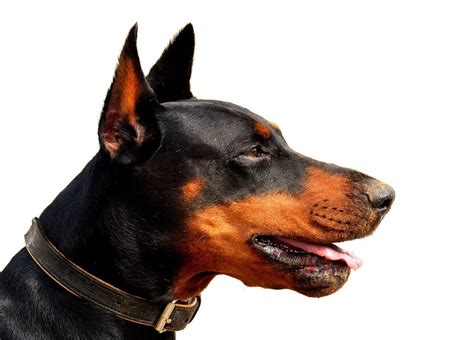 The most common black doberman puppy material is ceramic. Dobermann - KutyaKaland