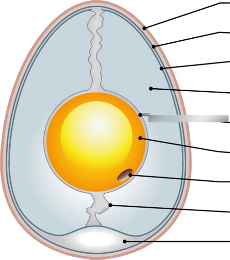 Embryology Diagram Quizlet