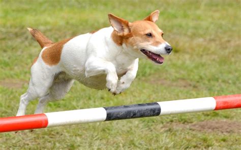 Get your dog involved in agility training