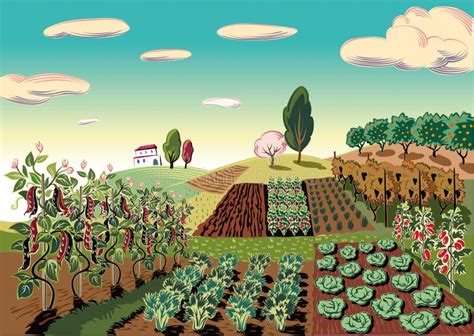 Agricultural Landscape Cultivated With Various Vegetables Stock
