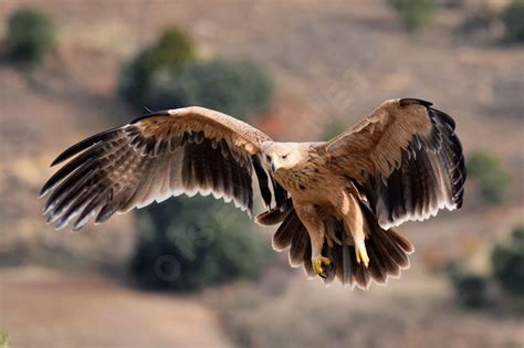 Spanish Imperial Eagle Aquila Adalberti Second Year Mver211651