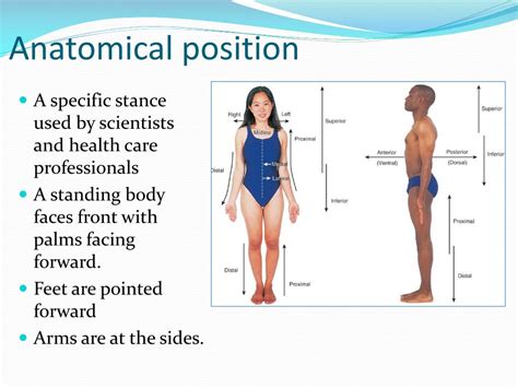 Anatomical Position Of The Body ~ Anatomical Position Body Human Diagram Blank Mikrora Standard