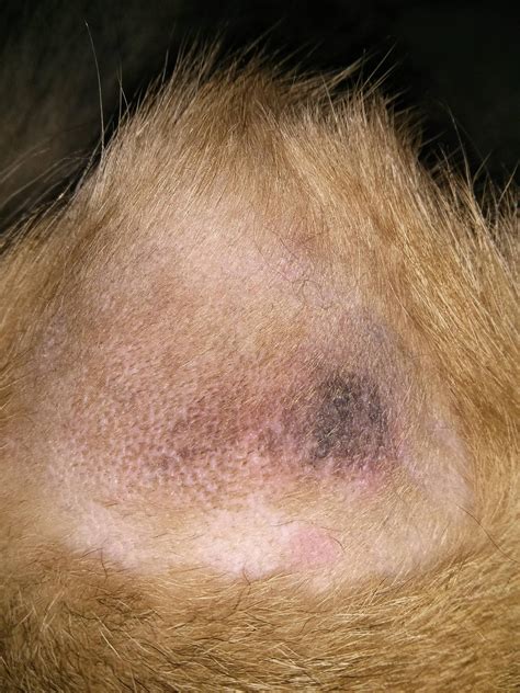 Elbow Skin Irritation German Shepherd Dog Forums