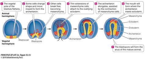 Organismal Bio Embryology