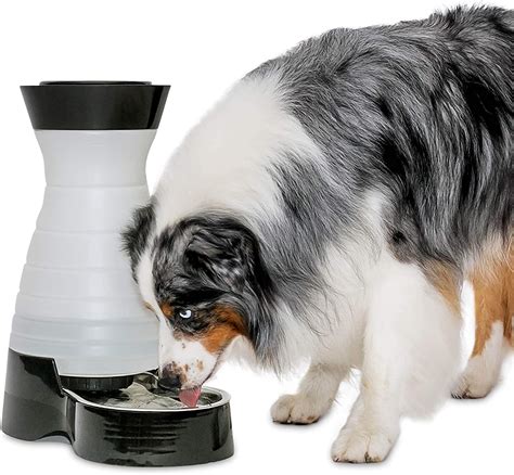 10 Best Automatic Dog Feeders And Waterers For Large Breeds Hey