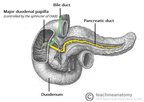 Chronic Pancreatitis Clinical Features Investigations Teachmesurgery