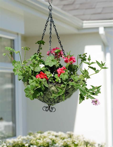 Best Plants For Hanging Baskets 10 Picks For Stunning Displays Up High