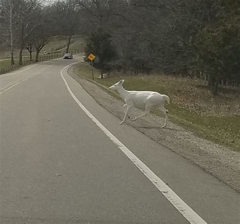 Albino Deer Spotted By Michigan Man In Kensington Metropark — The Usa Feed