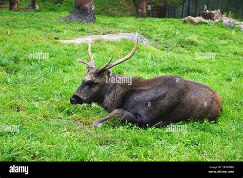Mature Sambar deer rests in the grass at the Motithang Takin Preserve