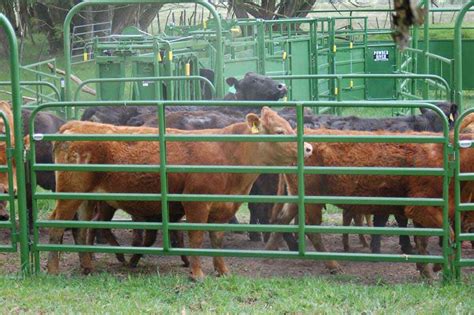 Classic Cattle Panel Powder River Chutes Headgates Livestock