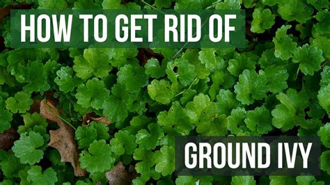 How To Get Rid Of Ground Ivy 4 Easy Steps Youtube