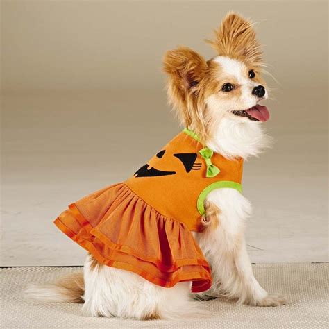 47 Halloween Costumes For Your Dog Thefashionspot Dog Halloween