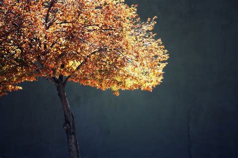 September © Korana Šegetalo Delić Autumn Lights Tree Plants